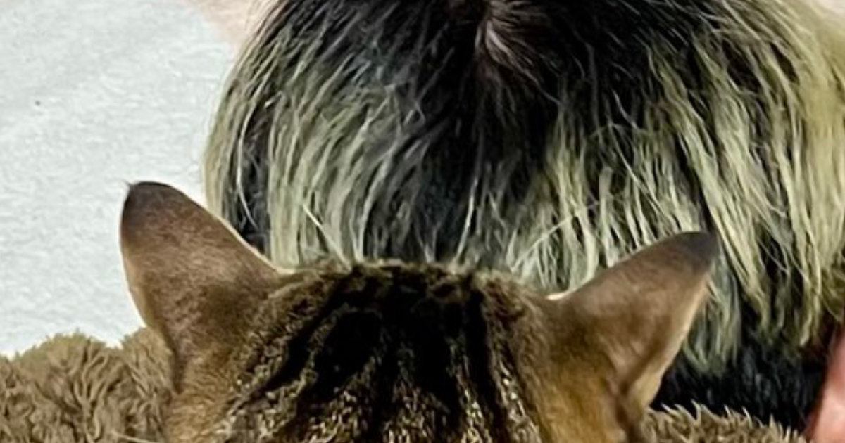 うつ伏せで寝ていた飼い主→猫が『背中の上』に乗った結果…『驚きの光景』に２万いいね「一瞬わからなかったｗ」「スナイパーもびっくり」