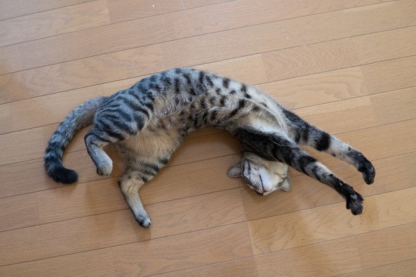 猫が伸びをするのはどんな時？５つのシチュエーション