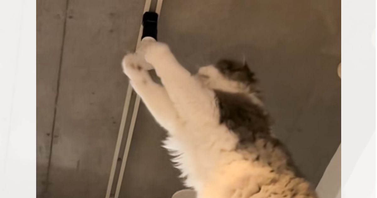 取り付けたときから『光らなかった電球』→猫が遊んでいると……奇跡的すぎる瞬間に「首傾げてて笑うｗ」「前世は電気屋さんかも」と10万再生