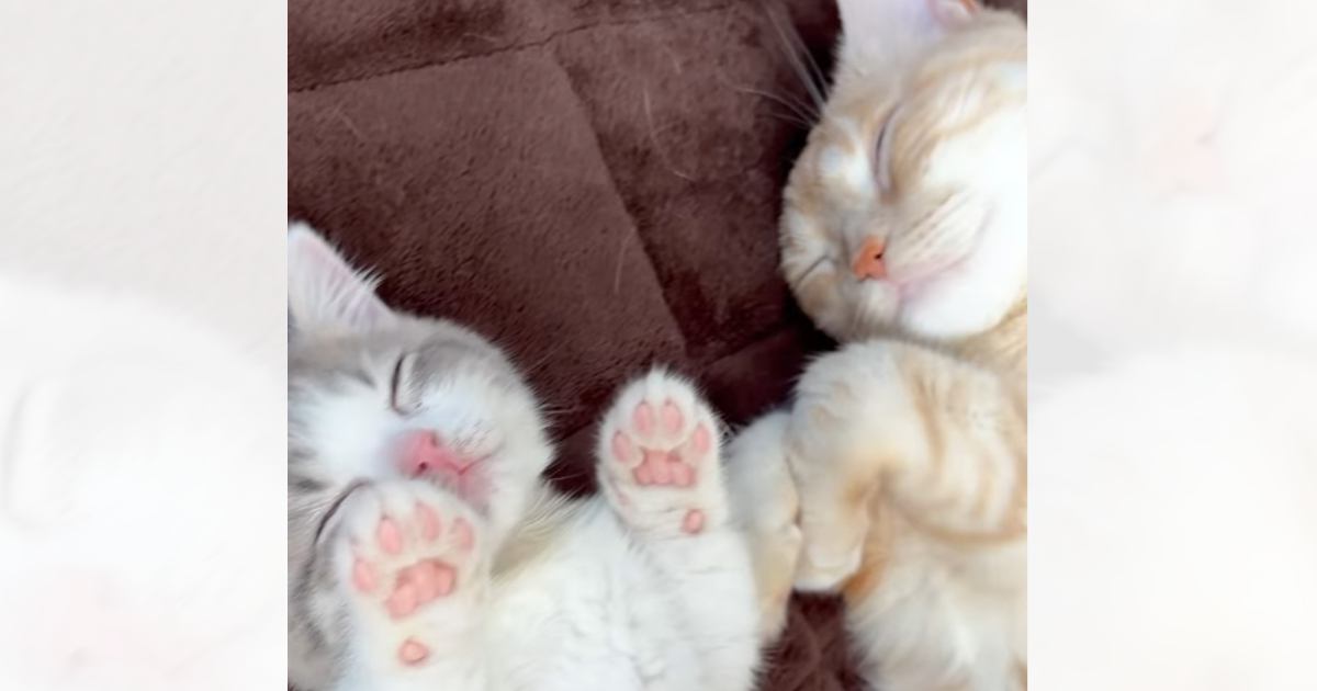 生後3か月の子猫は1日の間に何をしてる？→まとめてみたら…尊すぎてたまらない光景が183万再生「食べちゃいたいくらい可愛い」「て、天使」
