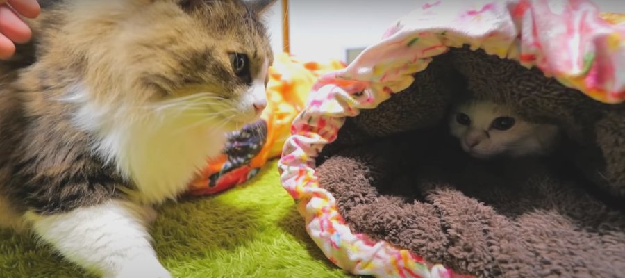 向きまで調整！プロ意識が高い猫ちゃんの"Wネココロネ"