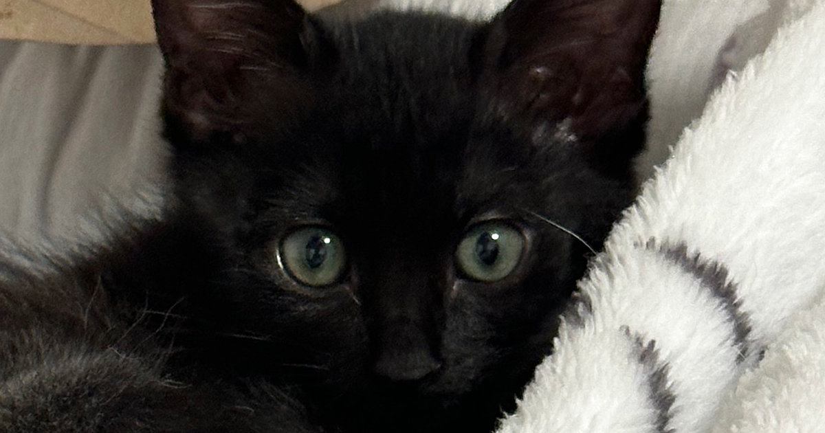 生後2か月の『毛がパヤパヤな黒猫』→1か月後には…素敵すぎる『成長ビフォーアフター』に「綺麗だー」「たまらんね」と11万表示