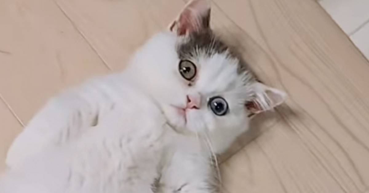 『ばぁば～見て！』と呼ばれて行ってみたら、猫が…お孫さんが思わず驚いた『爆笑の姿』が29万再生「ビックリするよねｗ」「将来有望ｗ」
