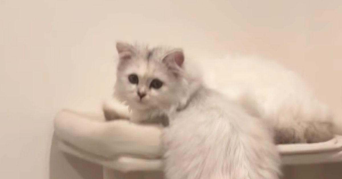 お姉ちゃんと『一緒に寝たい妹猫』→場所がなかった結果…尊すぎる『健気な行動』が14万再生「反則級の可愛さ」「一緒が良いよねぇ」