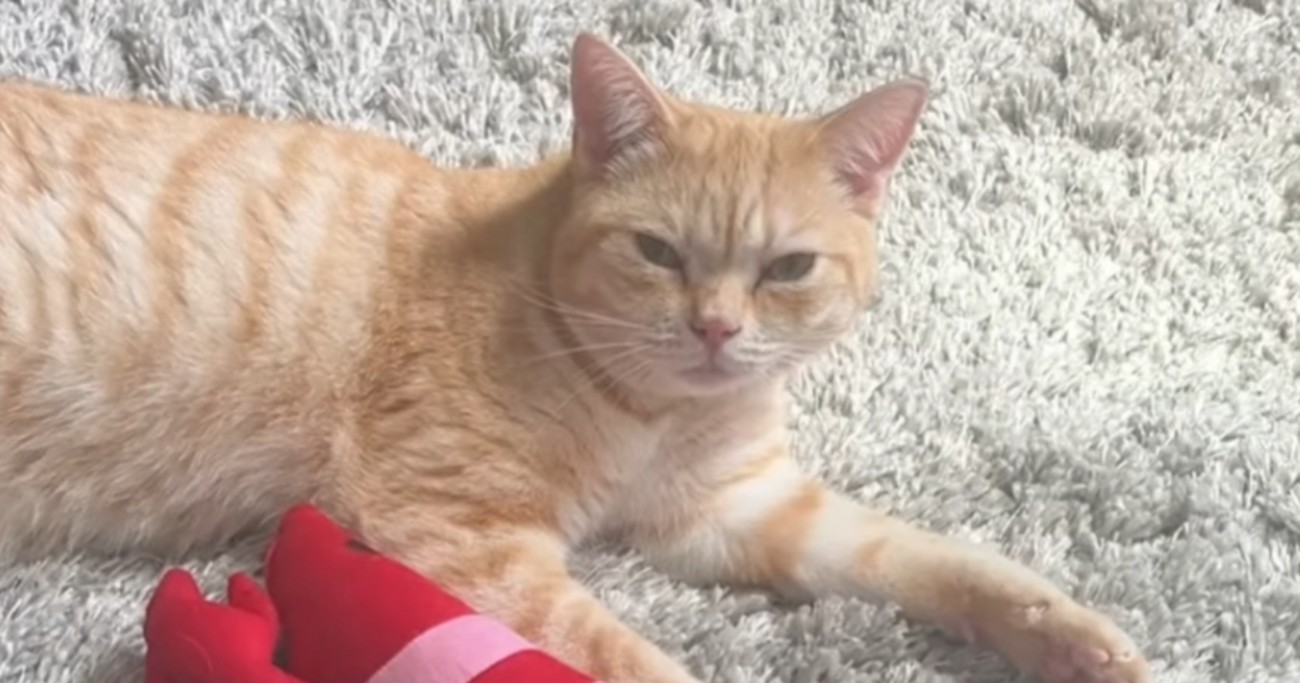 猫に『ごはん食べる？』と聞いてみたら…機嫌が良いときと悪いときが『反応の差』に爆笑の声「わかりやすいｗｗ」「ハッキリしてるねｗ」