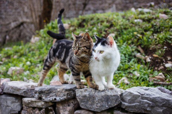 猫がシンクロするのは仲良しの証！同じ動きをする心理