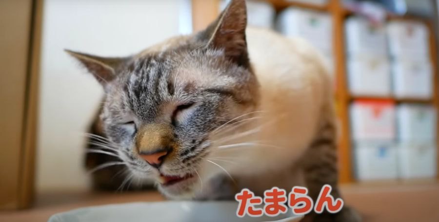 猫ちゃんにラム肉を食べさせてみたらどんな反応をしてくれる？