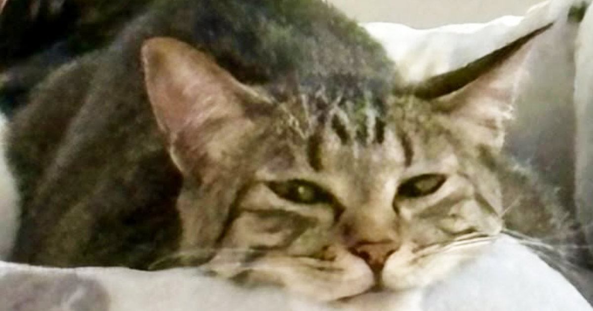 くつろいでいた猫→あごを見ると、『ベッドの柄』のせいで……『奇跡的な光景』に爆笑の声「見える見えるｗ」「立派なニセアゴに癒されたｗ」
