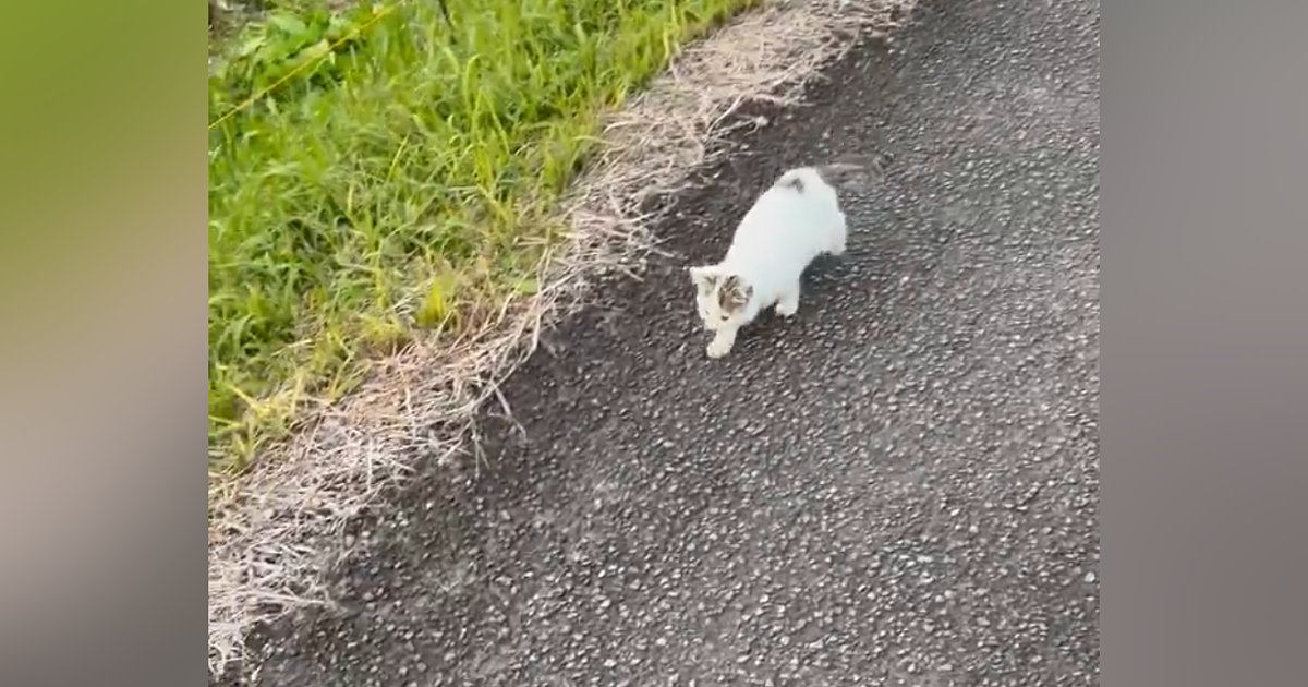 3日前から『鳴きながらさまよう子猫がいる』と情報が入り、探していると…涙せずにはいられない光景が255万表示「よく頑張った」「泣ける」