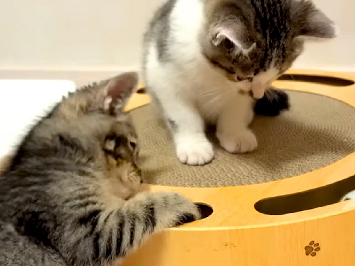 真冬に別々の場所で『同じ日に保護された２匹の子猫』→一緒に暮らすことになり…『奇跡のような展開』に「本当に素晴らしい」「涙が出る」の声