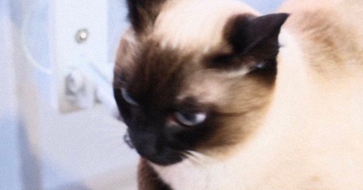 ハンモックの上でくつろいでいた猫→おててを見たら…思わず触りたくなる『たまらない光景』に１万いいね「ぷるんぷるんしたい」「かわええ」