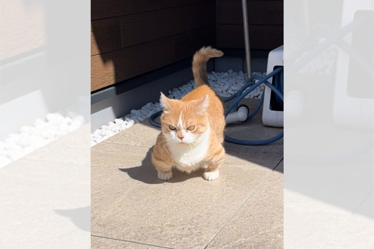 「絶対怒ってるよね？でもカワイイ♡」激怒プンプン猫に5.6万いいね♡