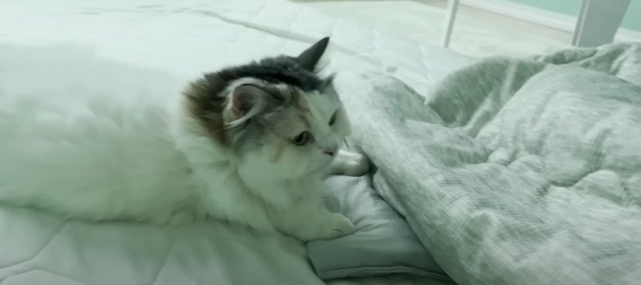 布団の中の先輩猫ちゃんに後輩猫ちゃんが攻撃を仕掛けてみたら..！？