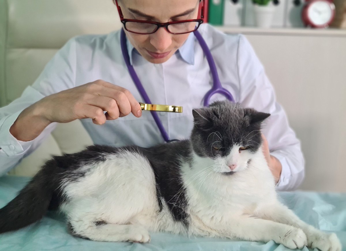 猫の『寄生虫予防』の必要性について獣医師が解説