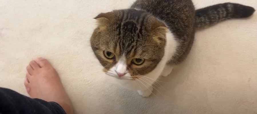 愛情表現？パパさんの足を噛み続けてしまう猫くん！