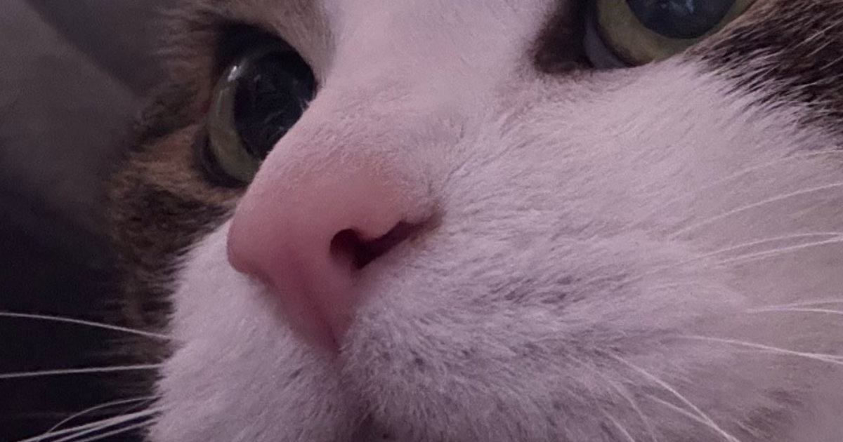 『猫が薬を飲んだ』と思っていたら…『顔』をよく見ると→思わず笑ってしまう光景に15万いいね「フフフ、バレテニャイ」「プロだ」