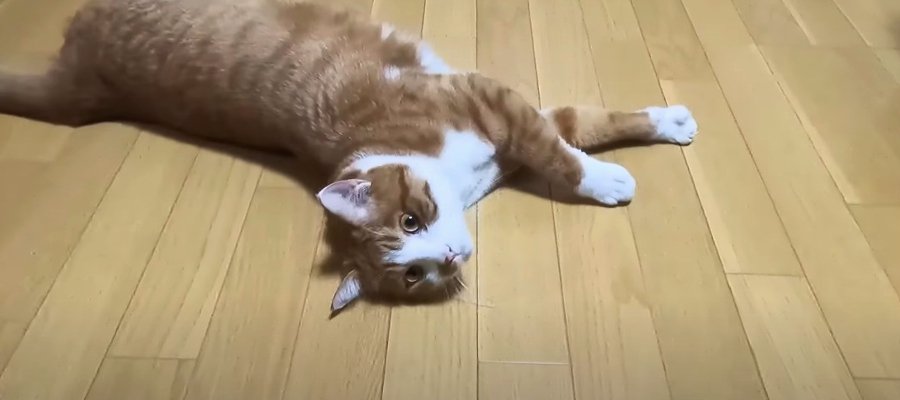 『完全理解！』失言に怒り噛みつく猫ちゃん？