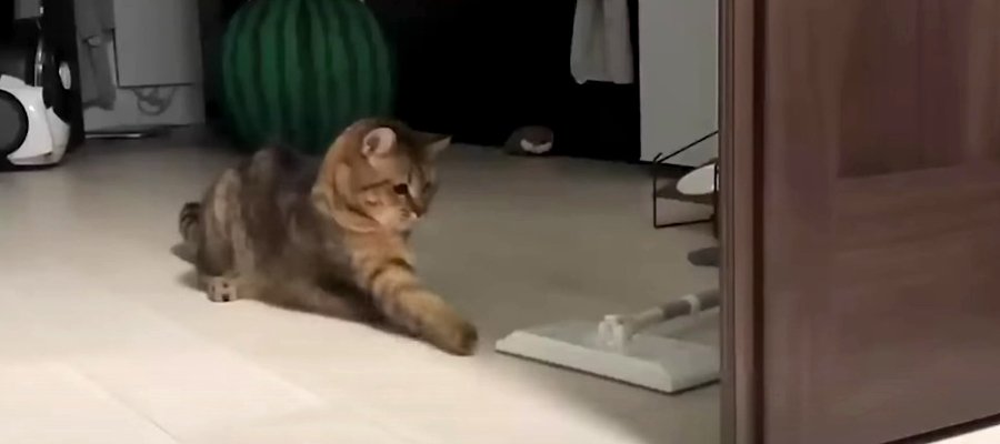 モップにびっくり！怒りのパンチが止まらない猫ちゃん