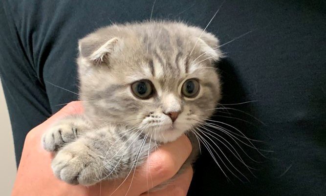 【話題】つめ切り…だと？マンチカン子猫さんの表情が秀逸♡