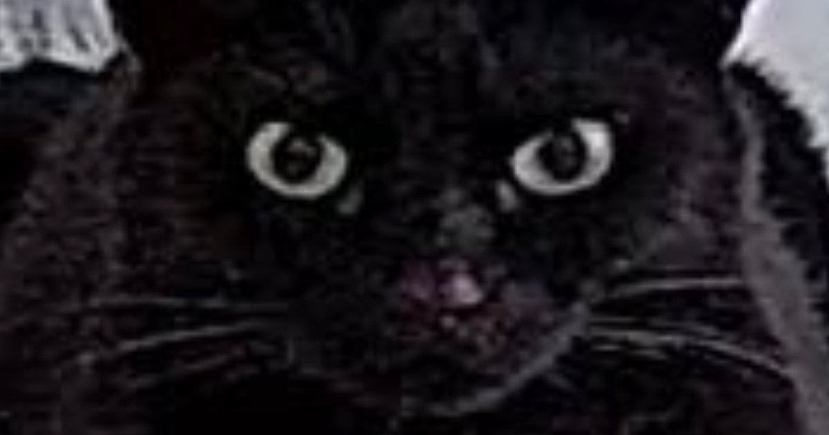 出先から『ペットカメラ』を確認してみたら…映っていた黒猫の『まさかすぎる形』に１万いいね「だいぶ箱ｗ」「険しい顔がいいねｗ」と爆笑