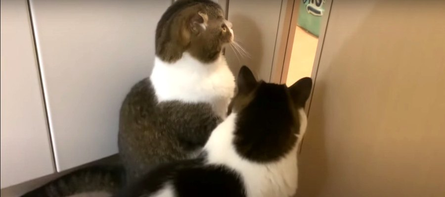 髪をバッサリと切った飼い主さんを見た猫さんたちの反応は？