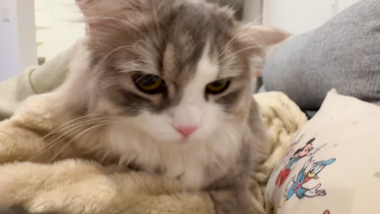 ママとの『甘えん坊タイム』に突入した猫→パパが帰ってくると…突然の『まさかの行動』が77万再生「見られたらマズイにゃんｗ」「可愛すぎｗ」