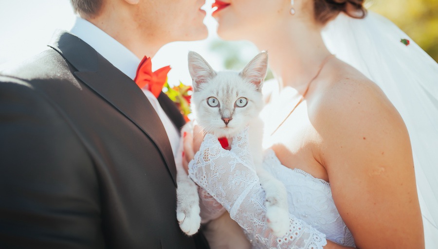 猫を飼うと婚期を逃すって本当？猫と結婚の関係性について