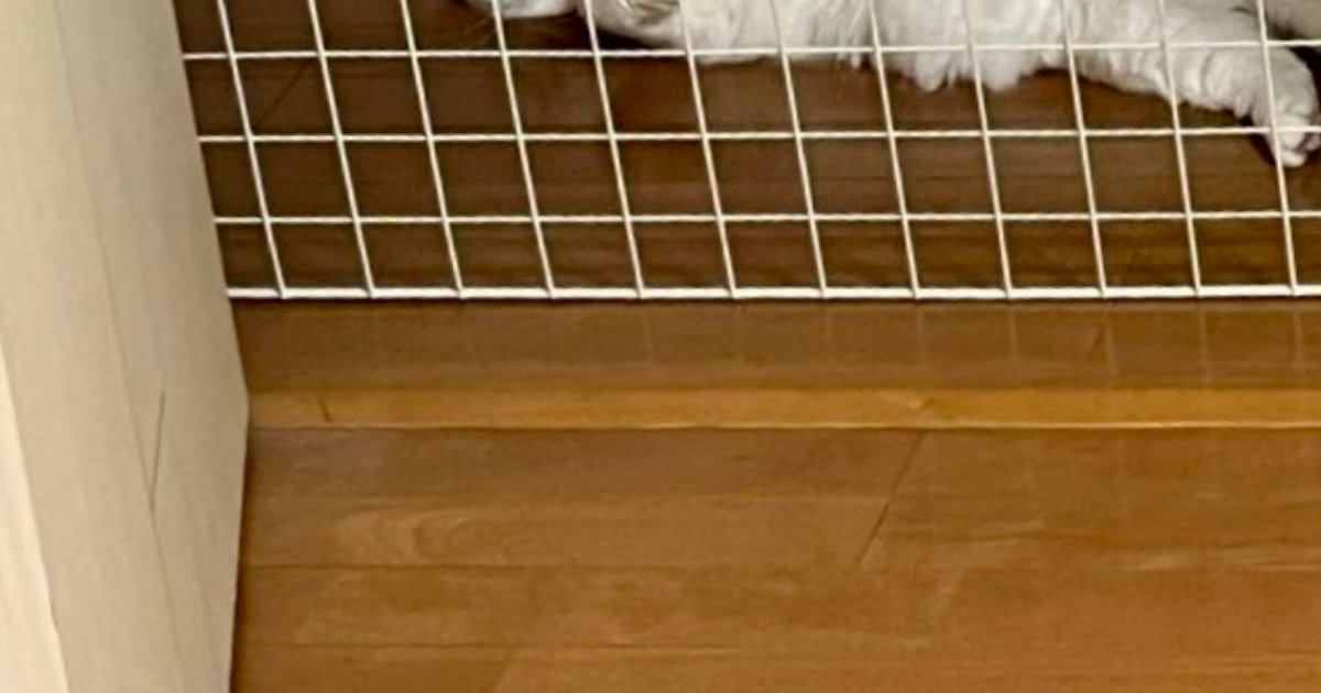 娘から『なんか気まずい』とLINE→見てみると、部屋の前で『出禁の猫』が…まさかの瞬間に爆笑の声「悩んじゃうねｗ」「圧が感じられるｗ」