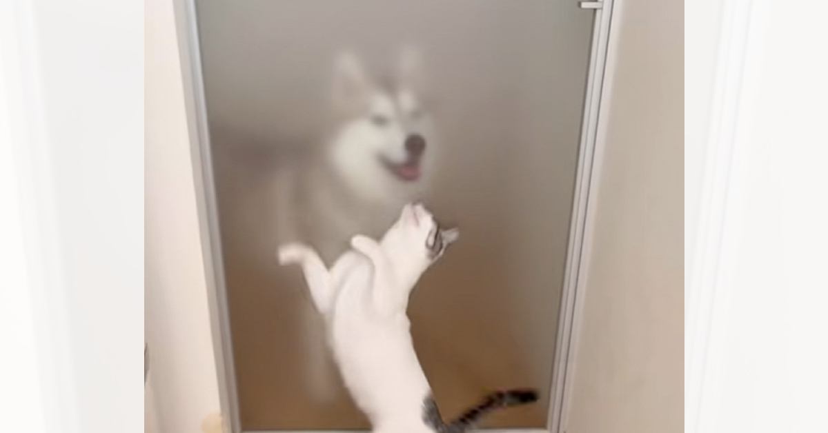 ハスキー犬が帰宅すると、猫がやって来て……ドア越しに見せた『可愛すぎる反応』が132万再生「たまらないね」「何回も見てしまった」