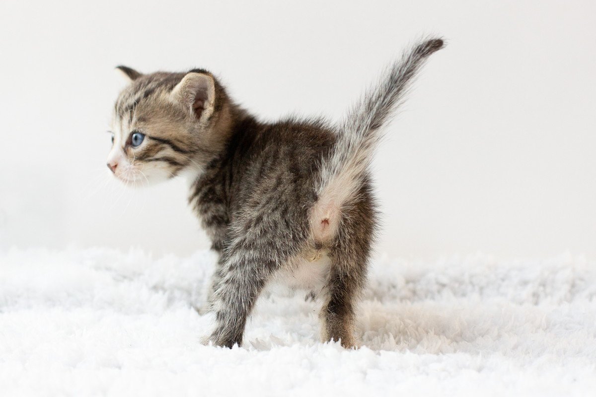 猫の『お尻』を襲う危険な病気4選　突然お尻が破裂することも…