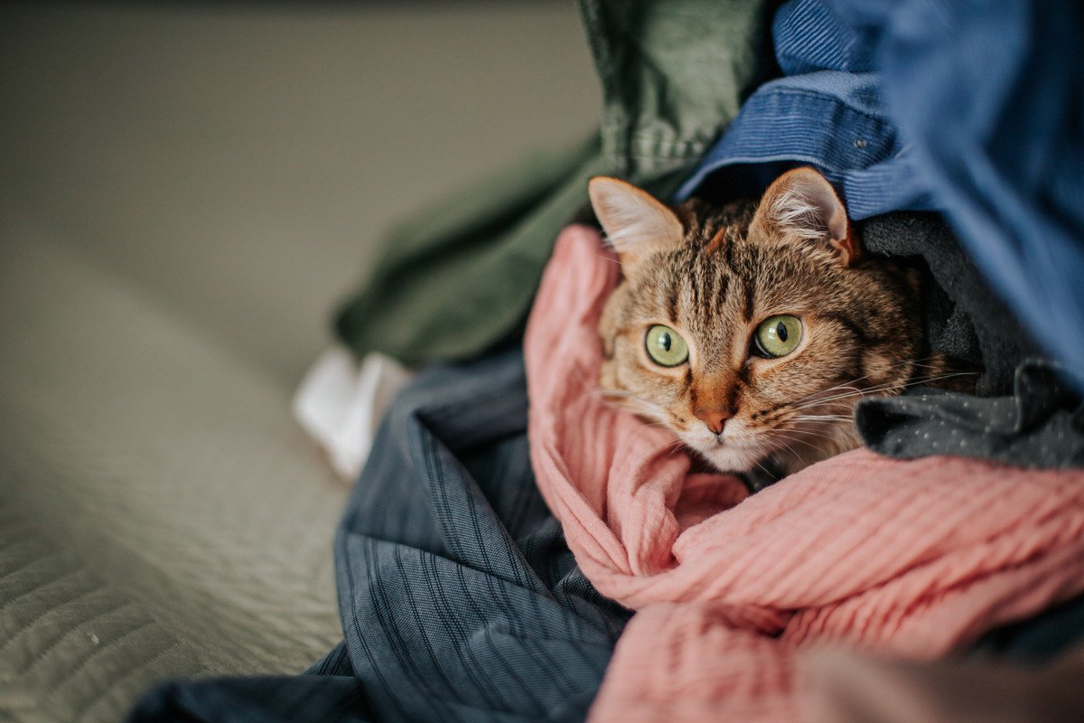 猫が『洗濯物の上に乗る』のが好きなのはなぜ？3つの理由　これじゃ畳めない…と困ったときには？