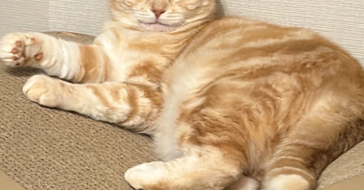 リラックスしている猫に『爪切ろうか？』と聞いてみたら…まさかの『表情』に3万いいね「めっちゃお上品で笑った」「いぇ、間に合ってます」