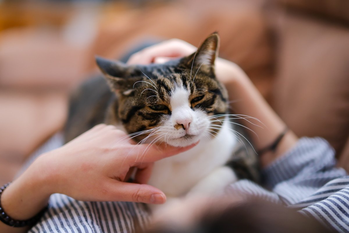 愛猫を失った飼い主がペットロスを長期化させないためのポイント