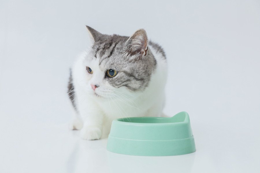 猫がご飯を食べない…食欲低下で表れる5つの症状と対処法