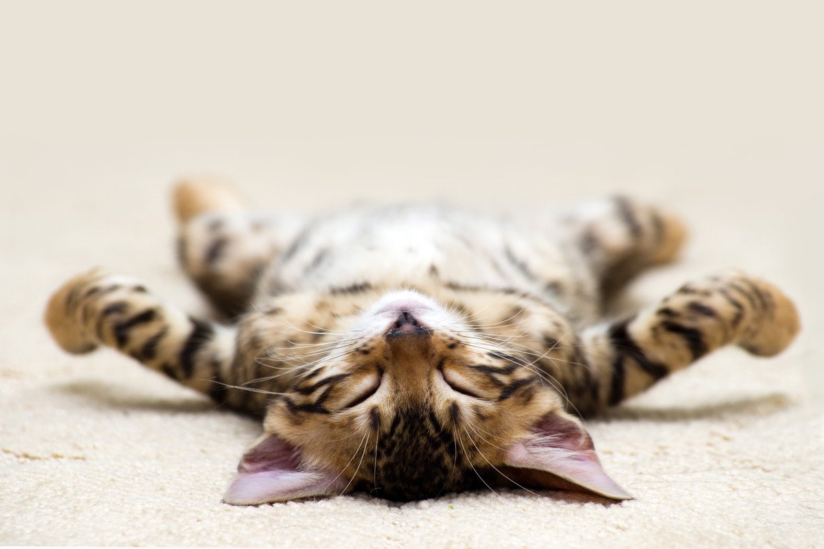 猫の『寝相が変わる』のは悪いサイン？考えられる3つの原因　気をつけるべき変化も解説