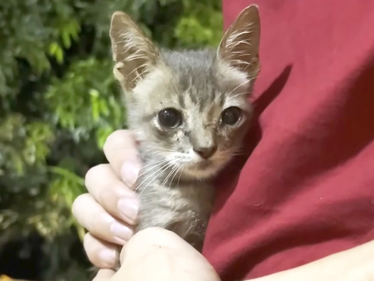 犬にいじめられていた子猫を保護してから１年…感動の軌跡と『素敵すぎる現在の様子』に反響続々「本当に感動的」「愛されて幸せだね」