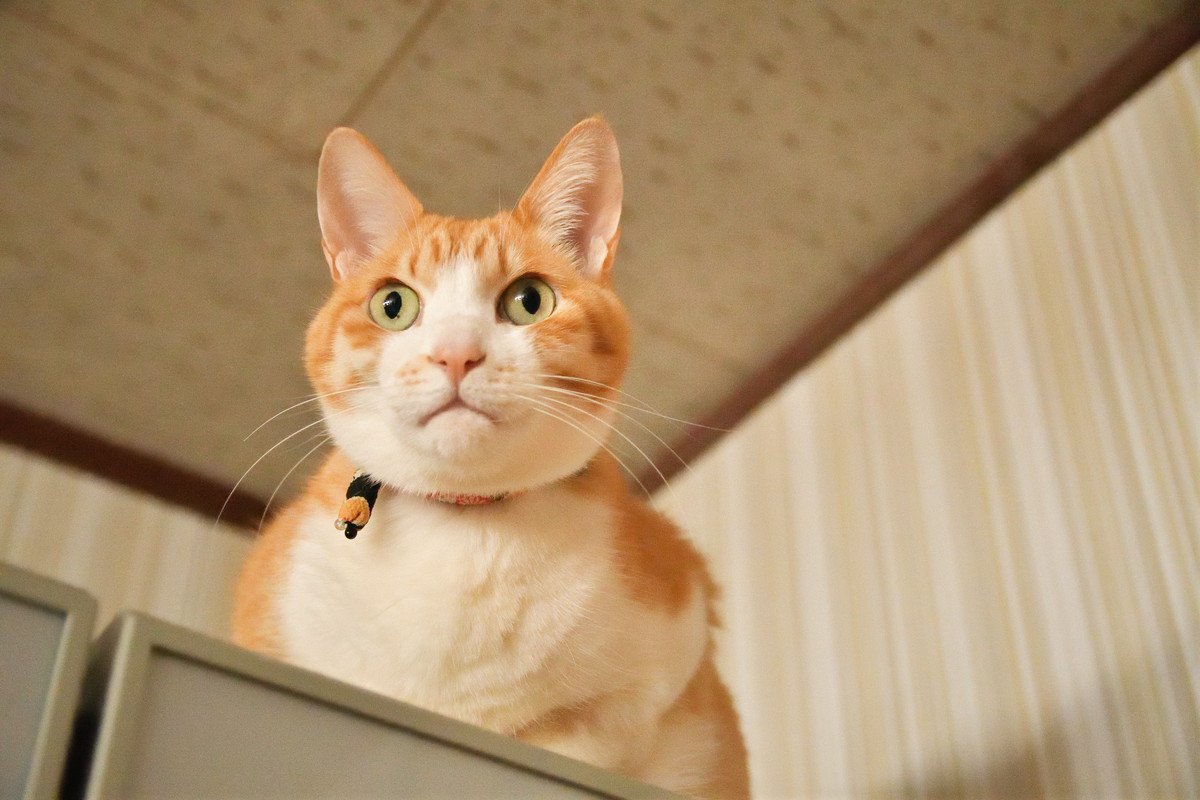 猫が『本能的にやってしまう行動』4選　隠されている意味や飼い主が気を付けたいことまで