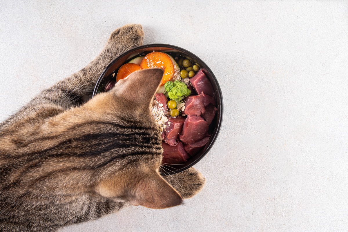 猫の健康維持に必要な『栄養素』4つ　体に与える働きから摂取のポイントまで