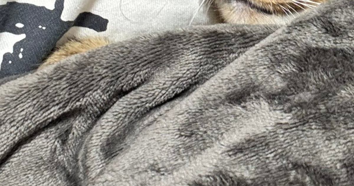 飼い主の上で寝始めた猫→顔を見ると…『幸せいっぱいの寝姿』に3万いいね「なんちゅう可愛さ」「安心しきっているのがわかる」