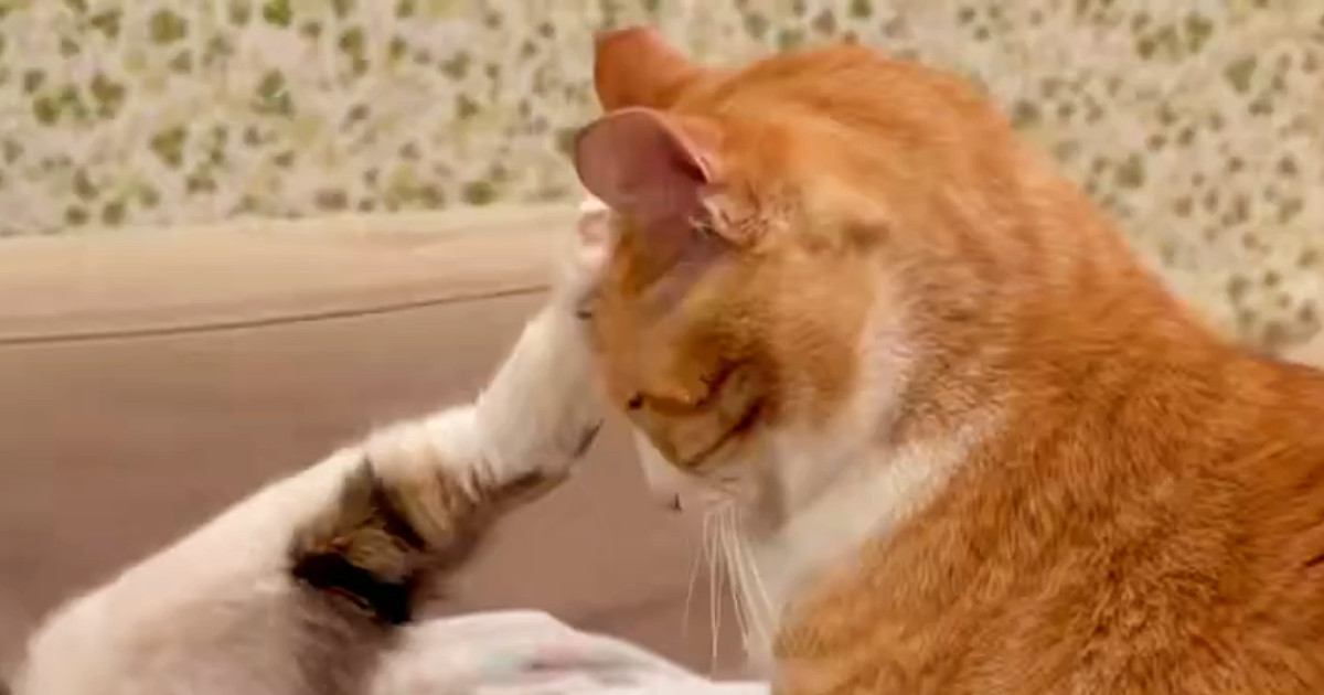 後輩猫に『顔を蹴られる先輩猫』→反応を見ると……思わず笑ってしまうやり取りの瞬間に１万いいね「ナイスあんよｗ」「かわいいｗｗ」