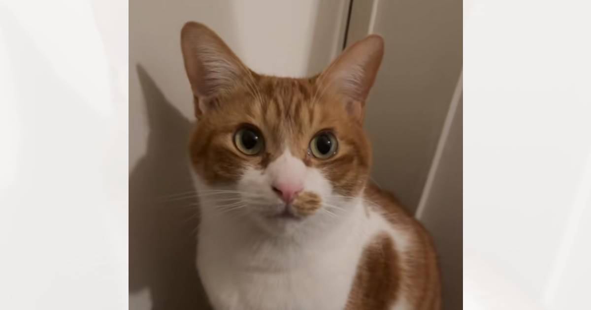 『パパを起こしに行ける？』と猫に尋ねてみると…想像以上に『うん』と返事する姿が尊すぎると15万再生「しっかり言ってた」「本当だｗ」