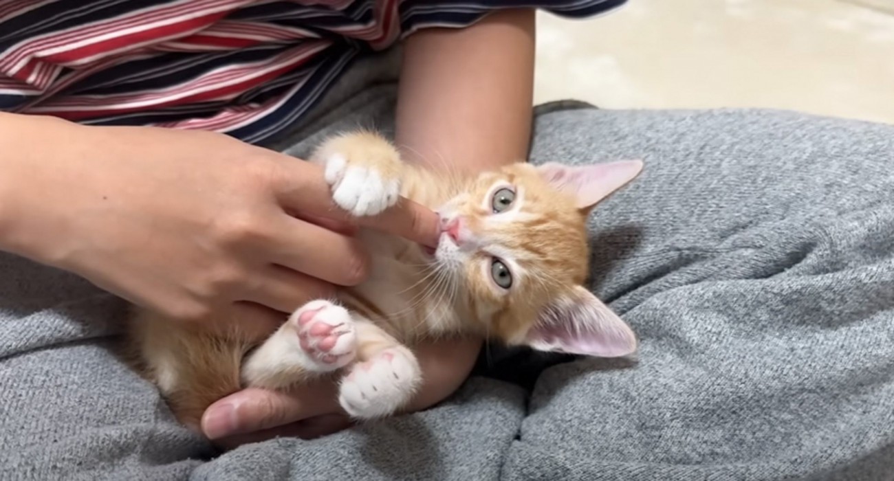 指しゃぶりに目覚めた赤ちゃん猫→まさかの『強いこだわり』を持つ様子が面白すぎると話題に　「可愛すぎるｗ」「たまらん」の声