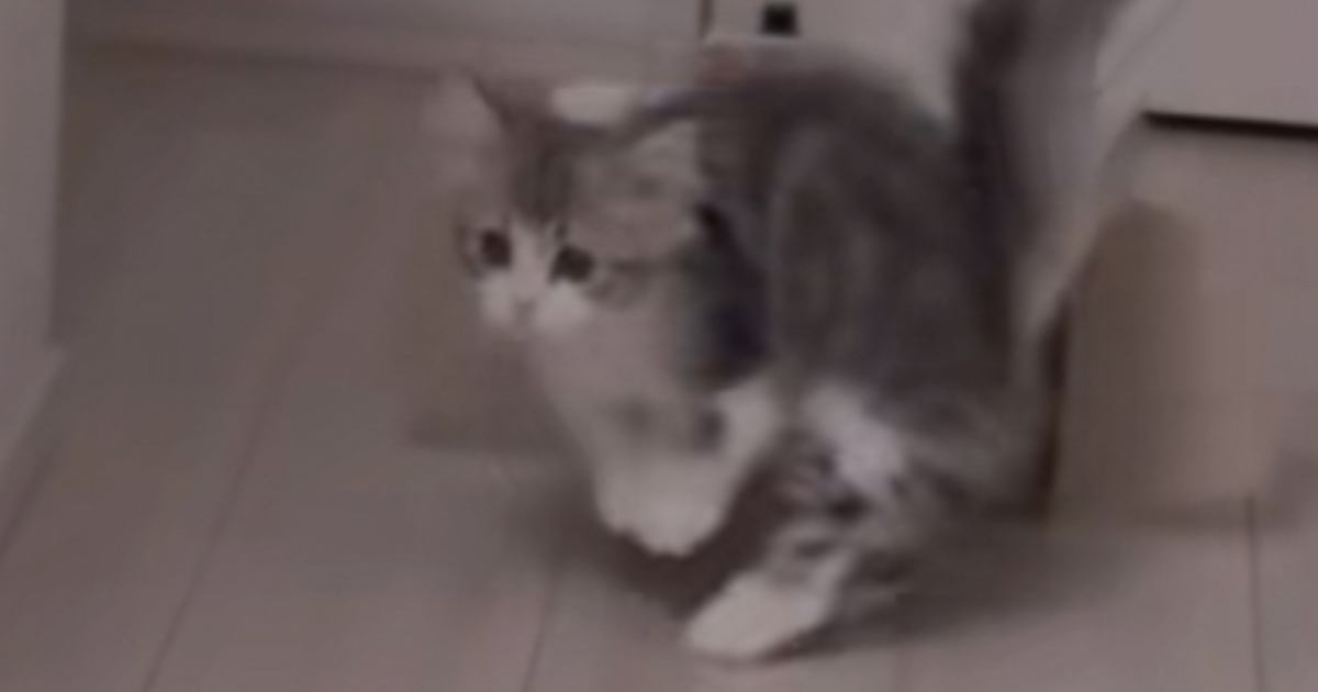 突然の音に『驚いた子猫』が、次の瞬間……うさぎみたいになった『まさかの光景』が28万再生「可愛すぎるｗｗ」「癒されたｗｗ」と話題