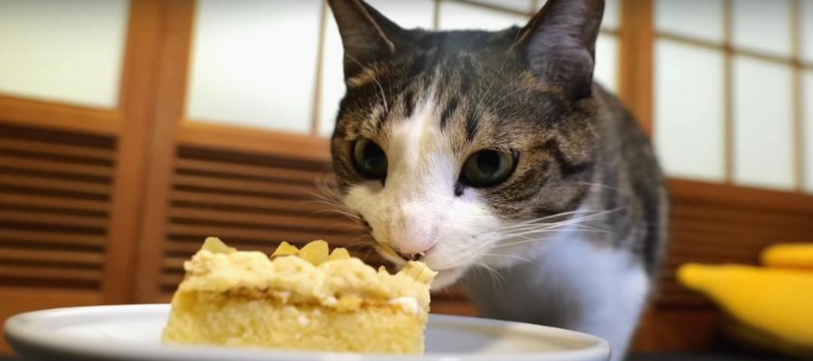 ケーキとおやつで猫ちゃんの誕生日をお祝い♡