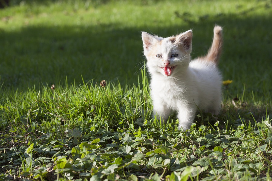 猫が息切れする原因や対処法