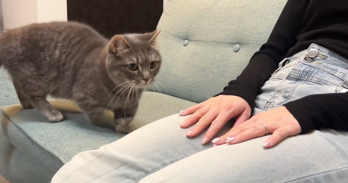 パパがお風呂から出てくると『手に負えないほど甘えん坊になる猫』→ママのときは…まさかの展開が可愛すぎると反響「面白いｗ」「幸せそう」