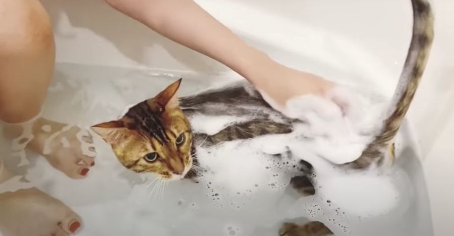 楽しく水遊びをする猫さん！シャンプーもおりこうにできるかな？