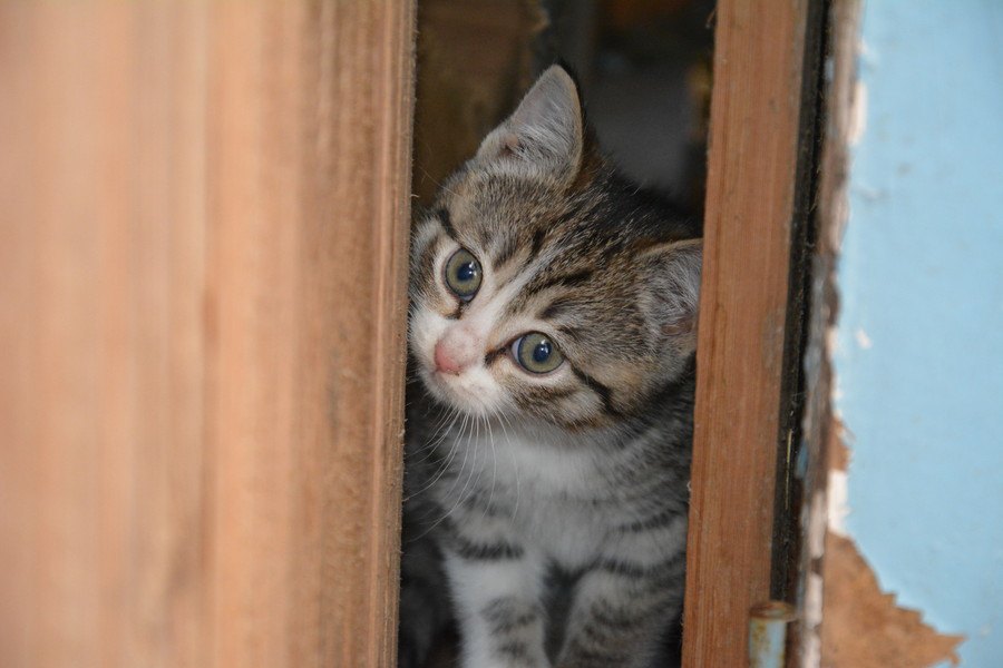 猫を飼うとゴキブリがいなくなる？