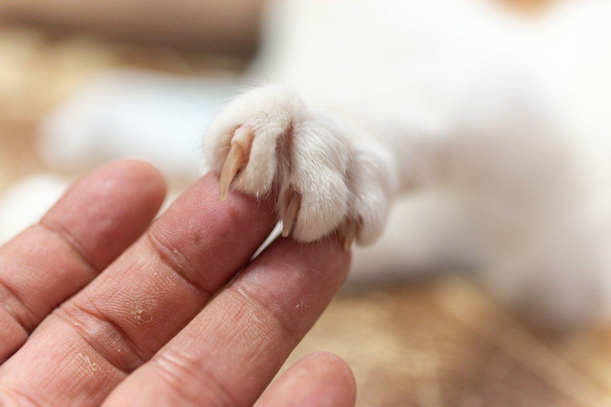 猫が執拗に『引っかいてくる』ときの原因4つ　起こりがちなシーンや適切な対処法も