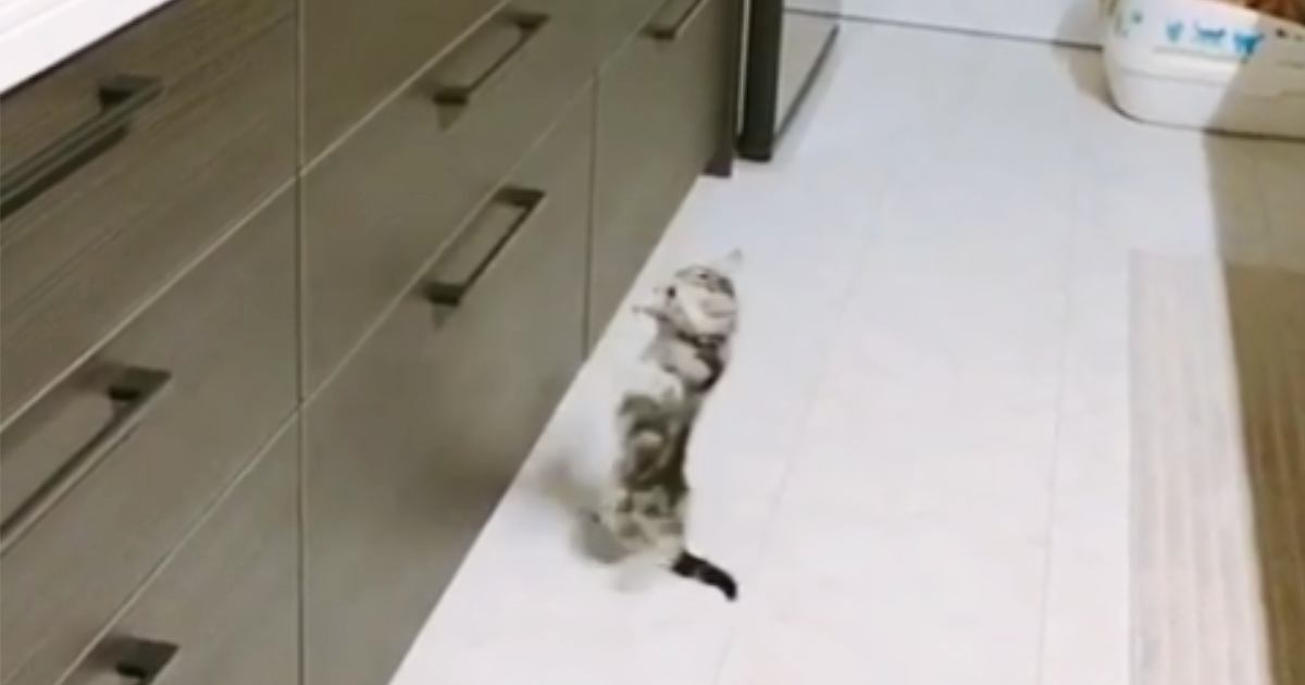 高いところに登ろうと『何度も挑戦する子猫』→微笑ましい光景に「思わず応援しちゃったｗ」「めちゃめちゃ可愛い」「たまらん」と反響